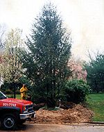 LARGE TREES / SCREENING PLANTS